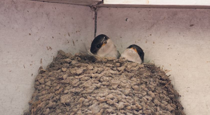 Young house martins in nest