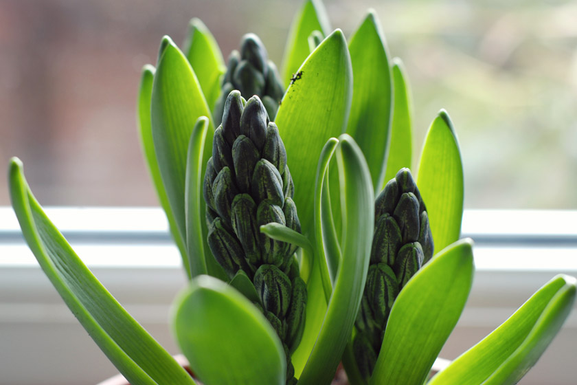 Closeup of hyacinth buds