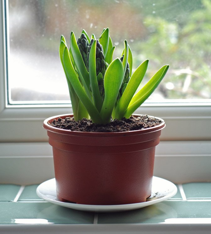 Hyacinth in the sun
