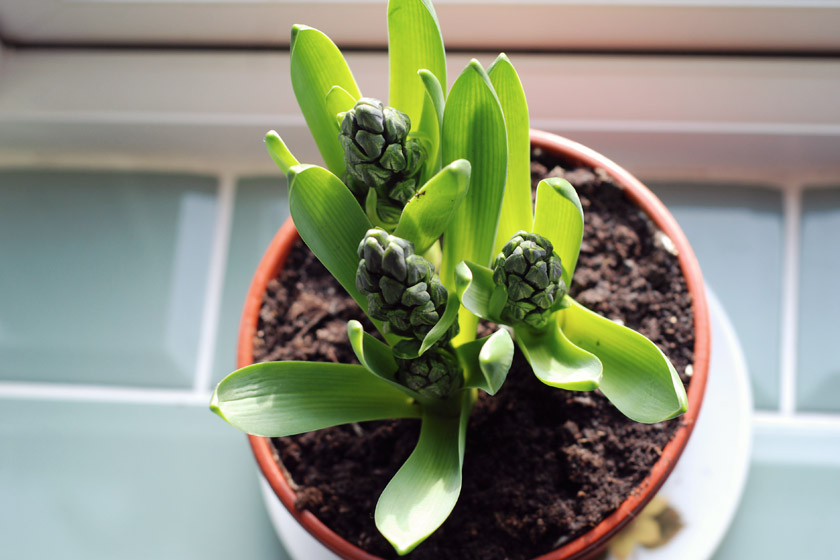 Hyacinth buds