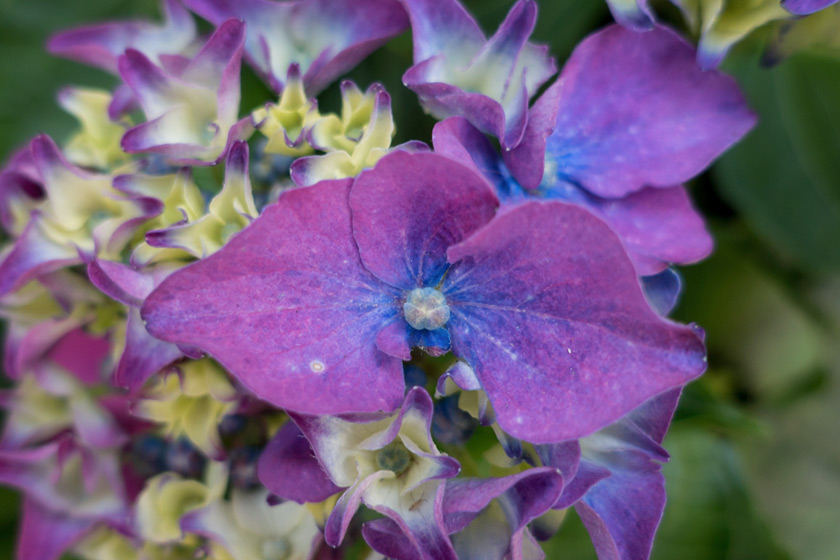 Hydrangea flower centre