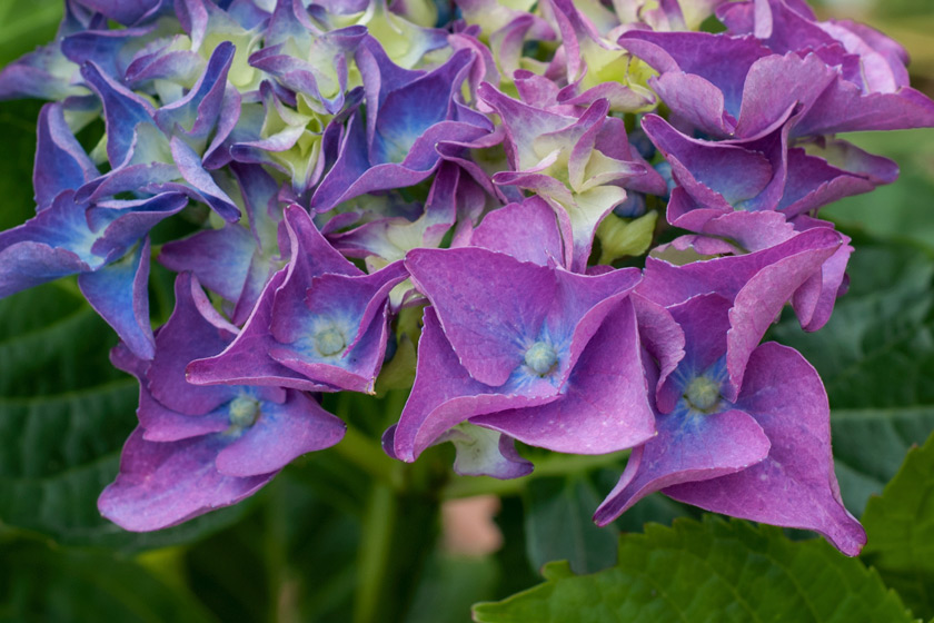 Colourful hydrangea flowers