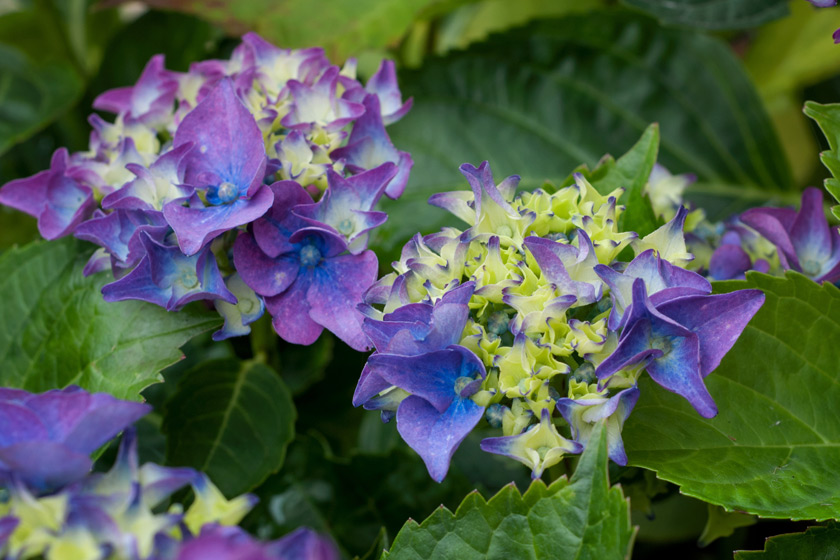 Hydrangea heads