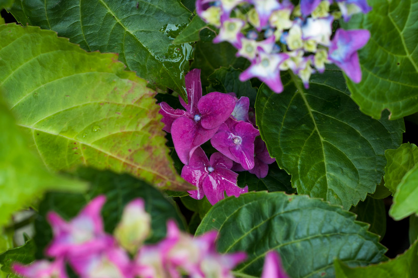 Hydrangea blooms in leaves