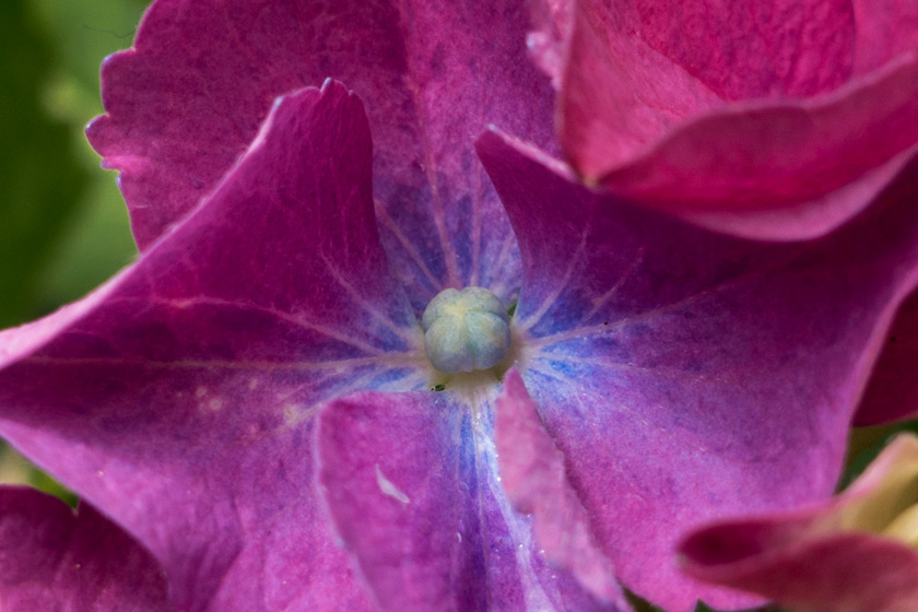 Hydrangea flower centre