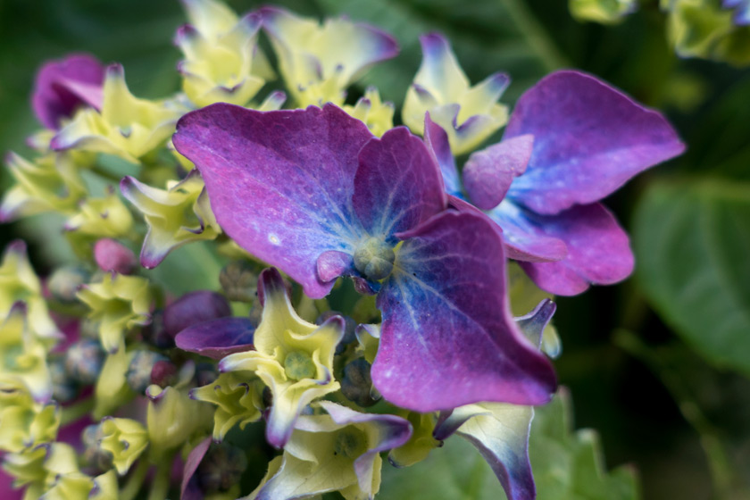 Closeup of hydrangea flower