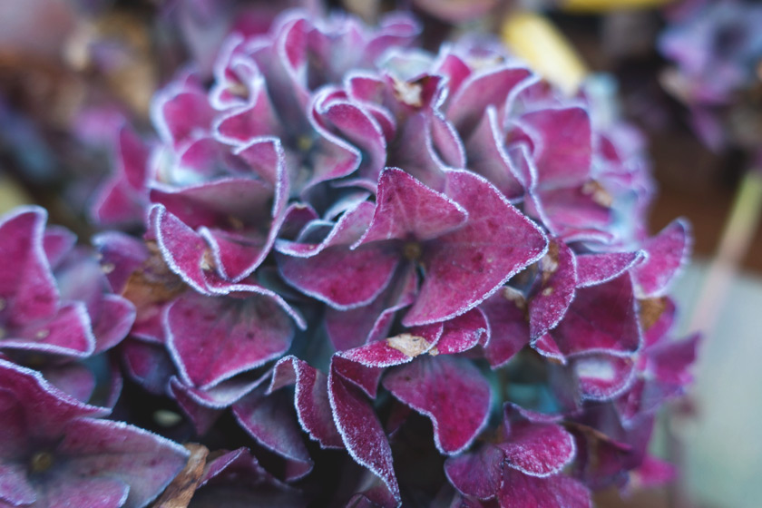 Frosty hydrangea petals