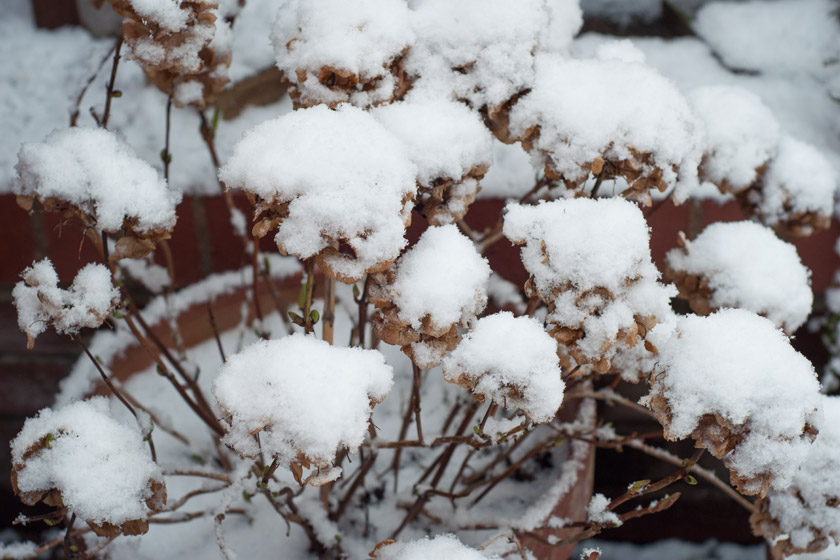 Snow covered hydrangea heads