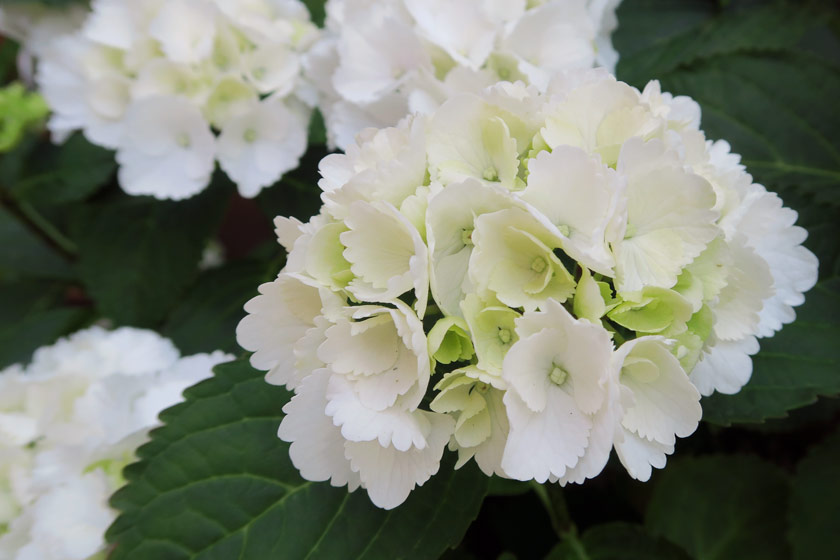 Hydrangea petals
