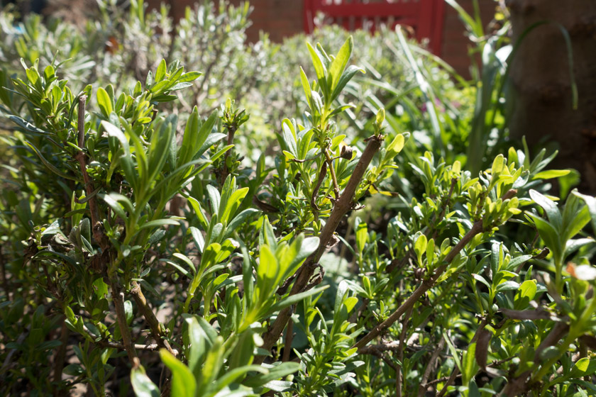 Hyssop leaves