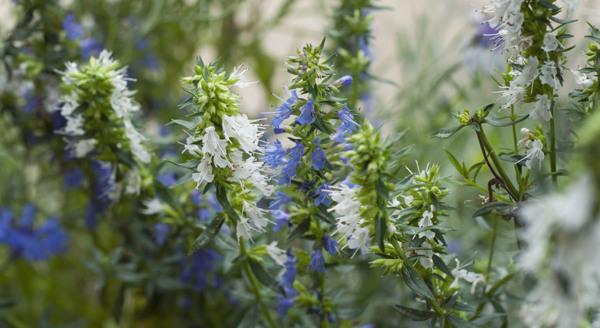 White and blue hyssop