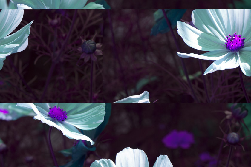 Fragmented flowers