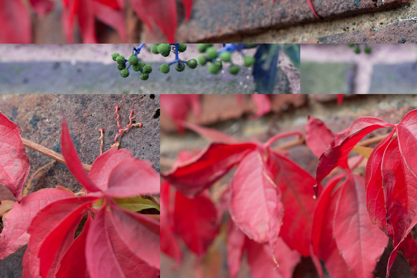 Fragmented leaves