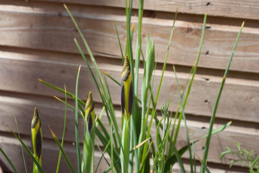 Yellow and purple flower buds