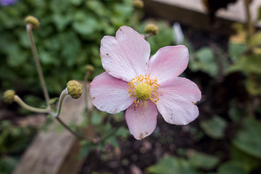 Pink Japanese anemone