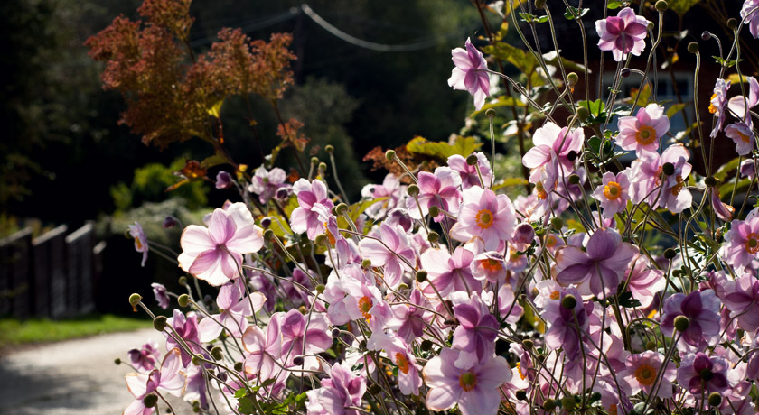 Tall pink Japanese Anemone