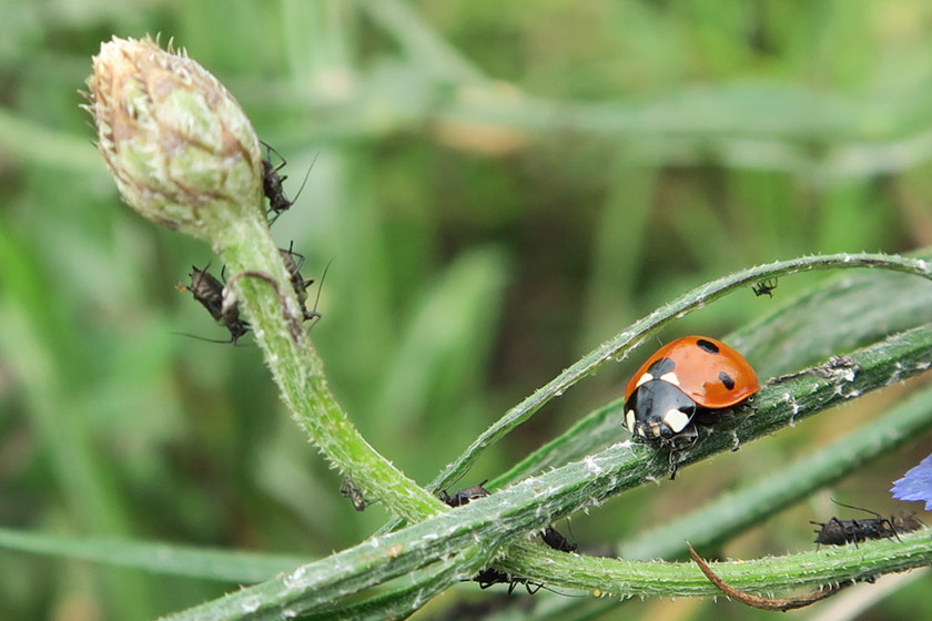 Ladybird with blackfly