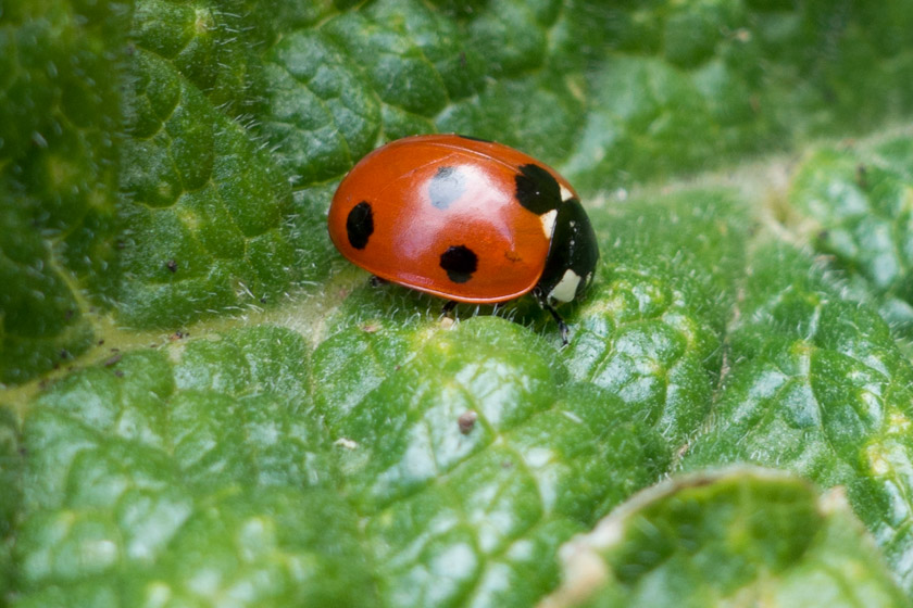 Ladybird on leaf