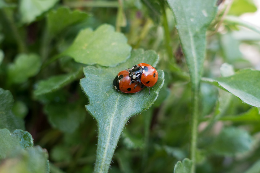 Ladybirds mating on leaf