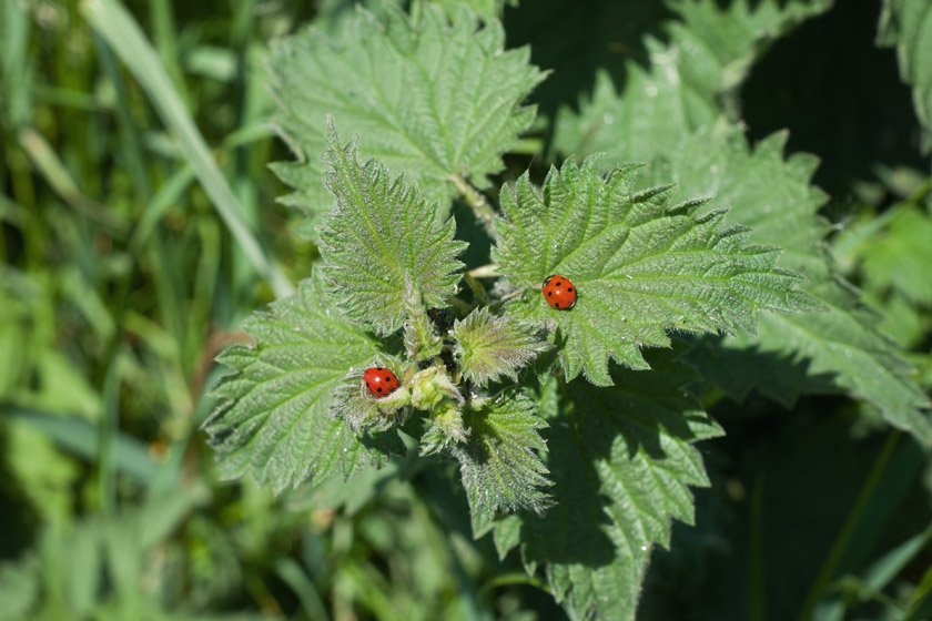 Ladybirds on nettles