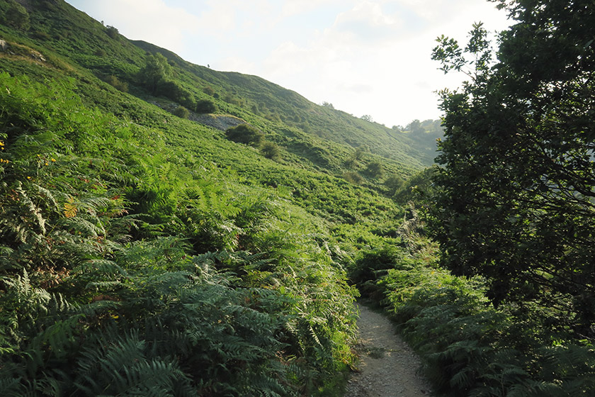 Path linked with ferns