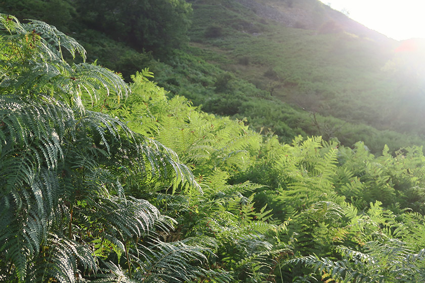 Ferns in the sunshine