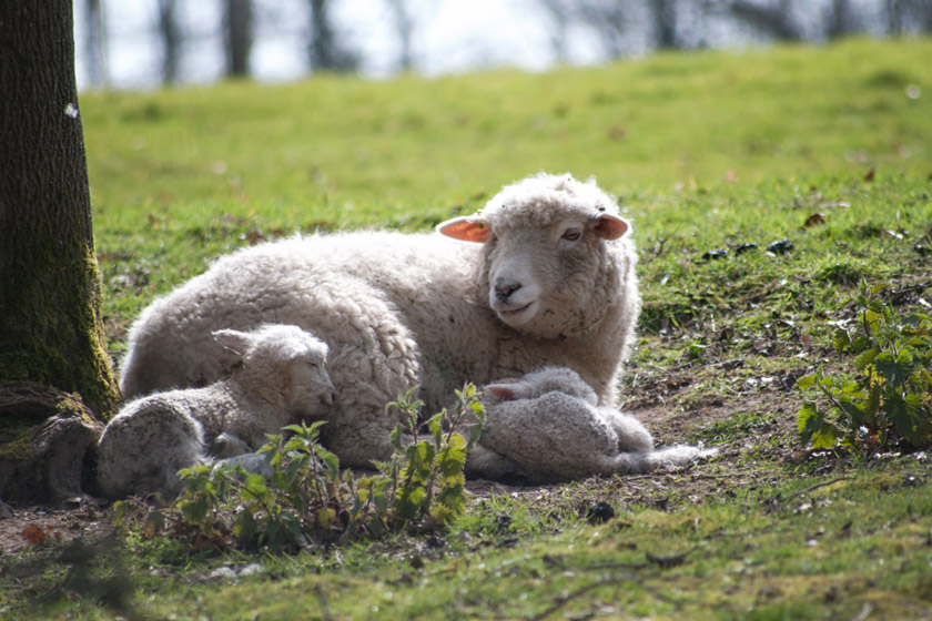Sleeping lambs