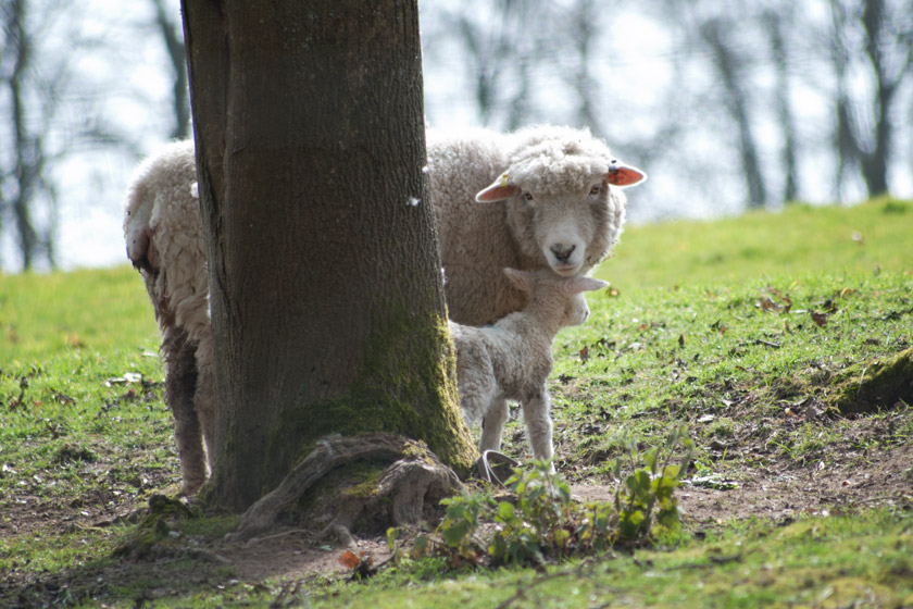 Lamb with Mother