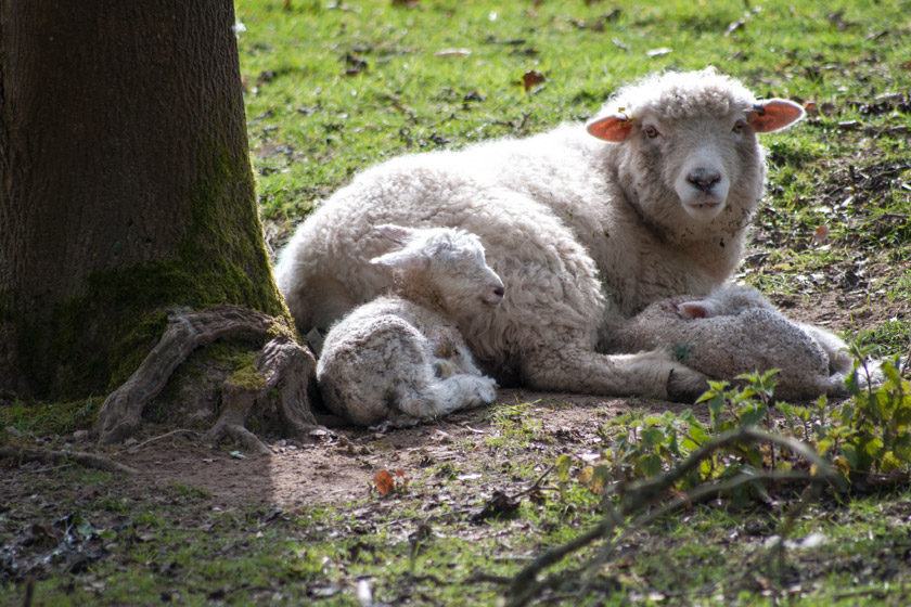 Sleeping lambs