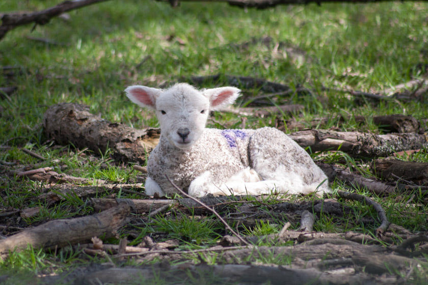 Lamb sitting on grass