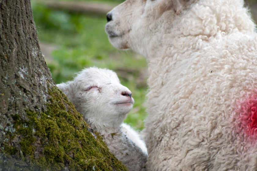 Sleeping lamb