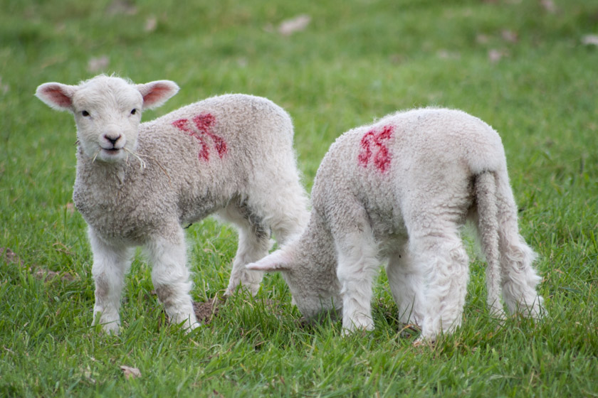Lamb eating