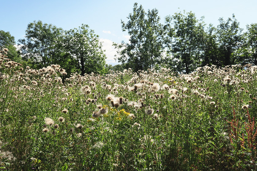 Fading thistles
