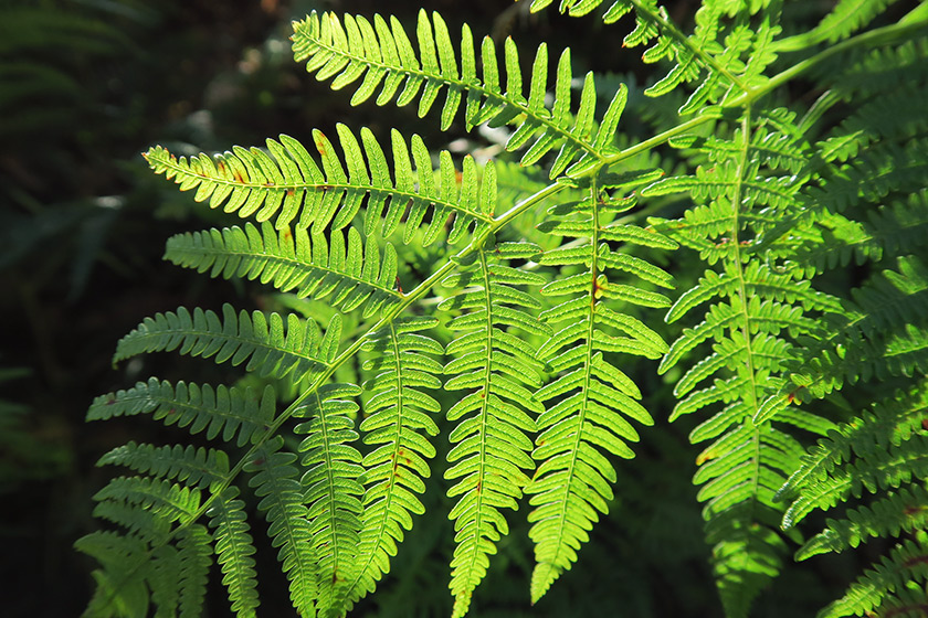 Fern lit by sunshine