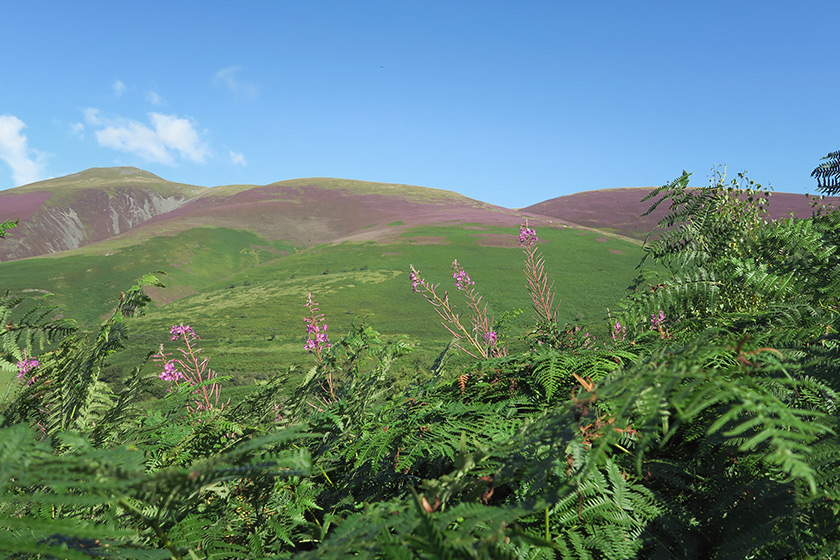 Mountains covered in heather