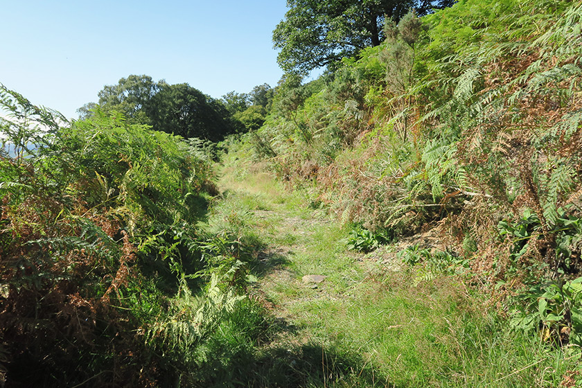 Fern path