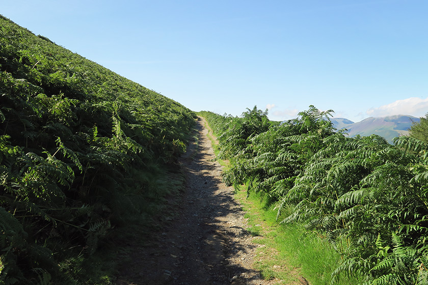 Stoney trail with ferns