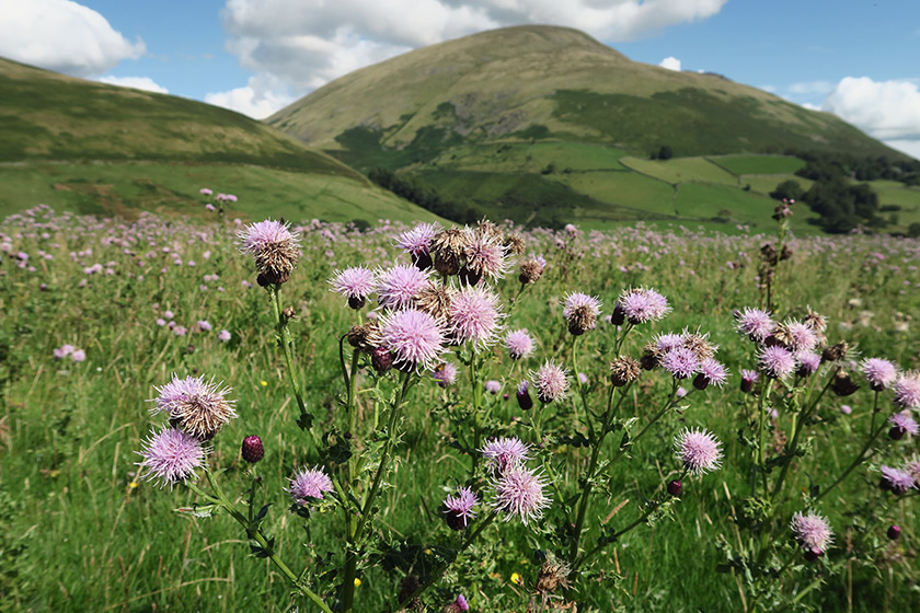 Pink flowers on mountain