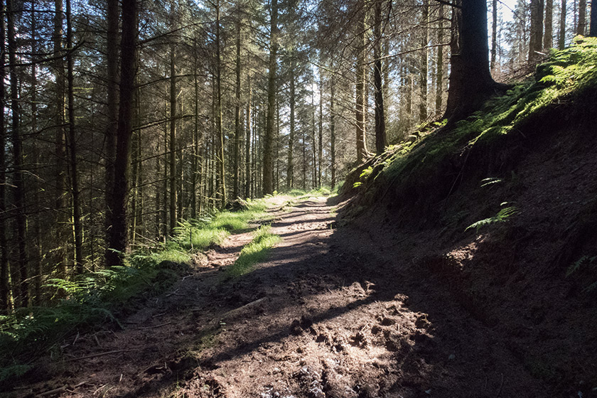 Woodland path