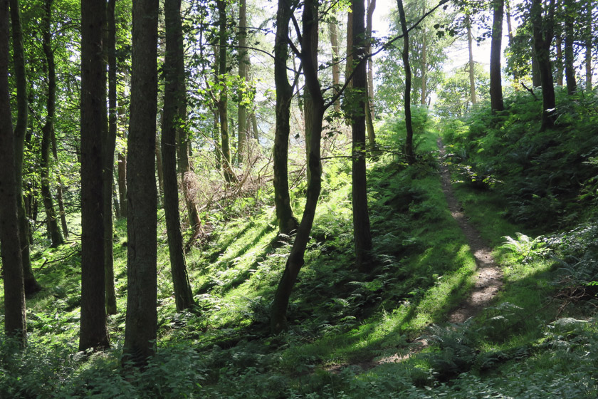 Woodland path