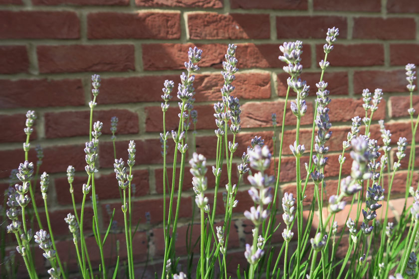 Lavender buds in the sun