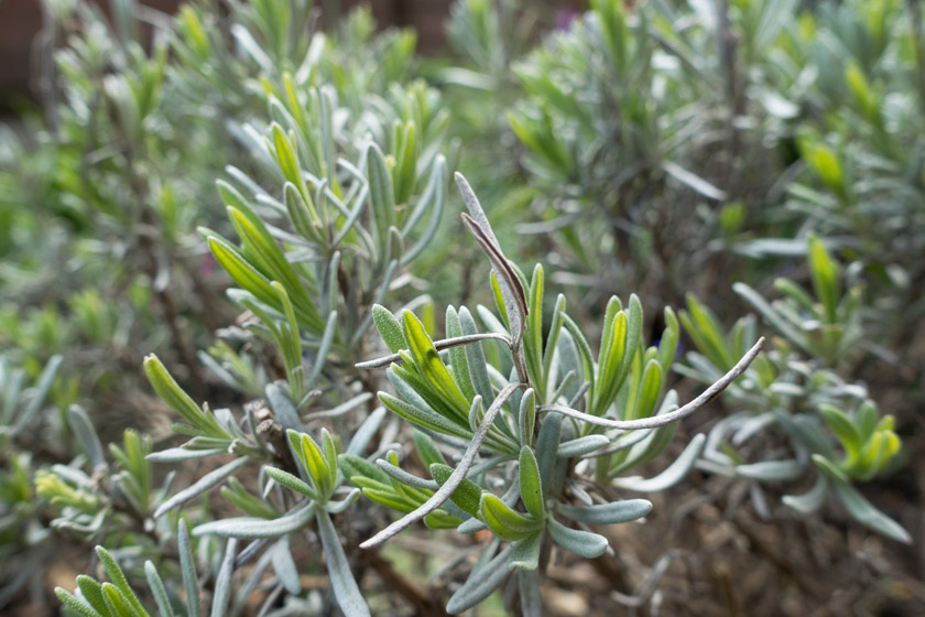 Lavender shoots