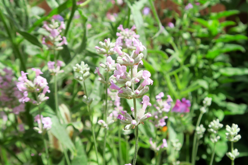 Purple pink lavender flowers