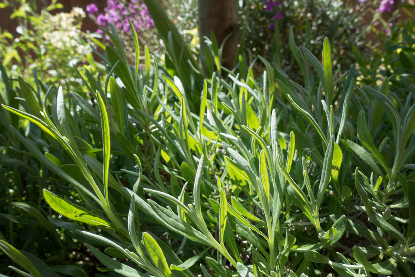 Lavender shoots in the sun