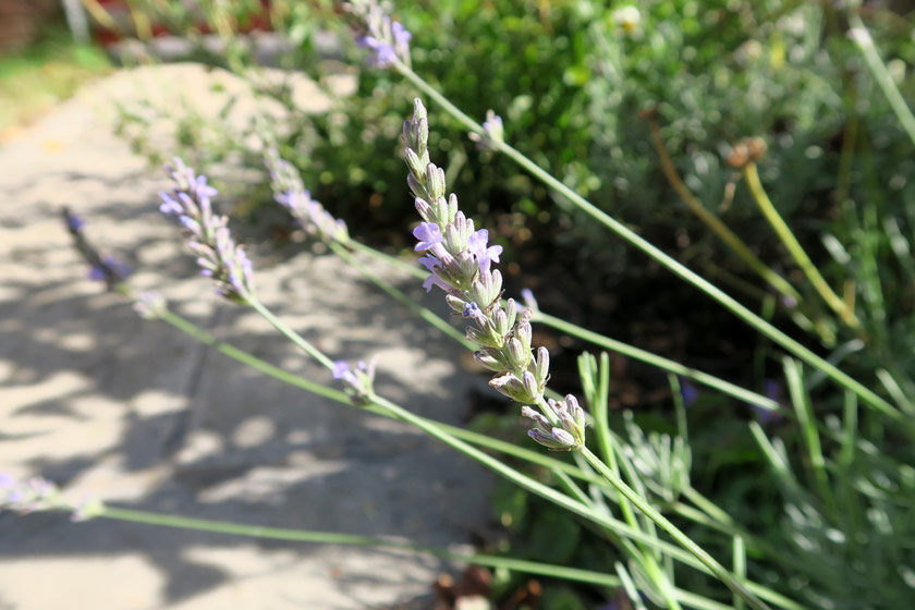 Lavender in the sun
