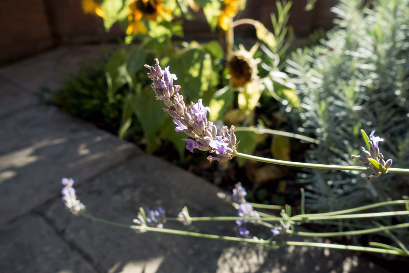 Lavender in the sun