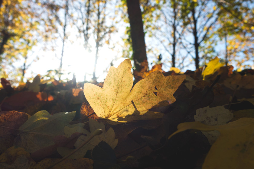 Leaf in the sun