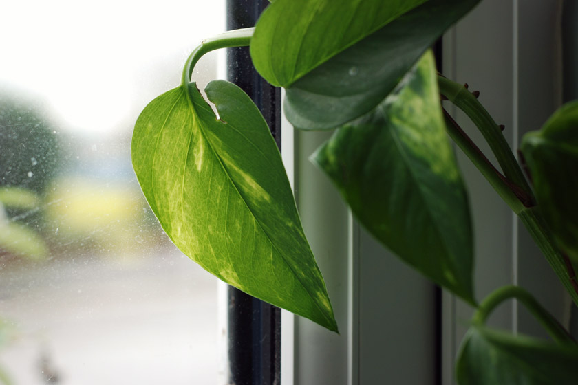 Leaf in the sun