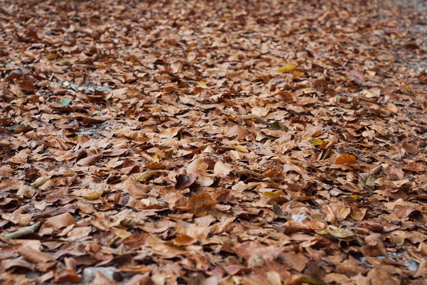 Leaves on path