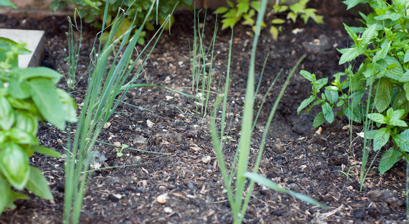 Young leeks in rows